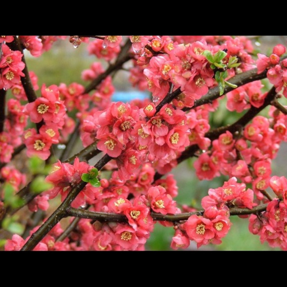 Meet your Posher, Lam